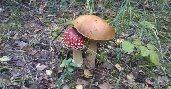 мухомор в лесу