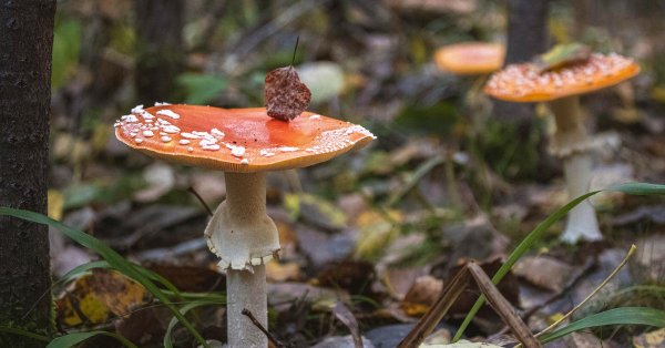 мухоморная россия