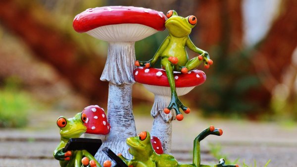 лягушка с мухомором