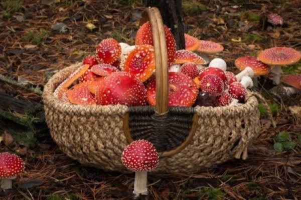 корзинка с мухоморами