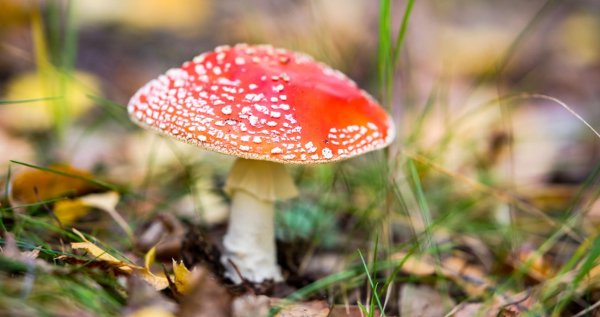 мухомор красный