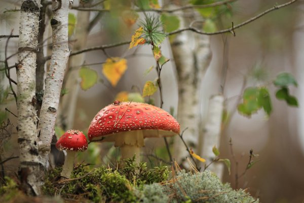красивый мухомор