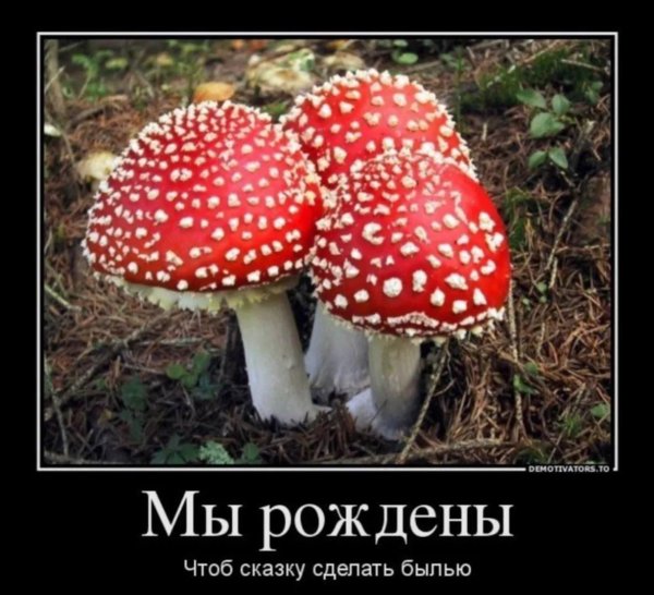 красный мухомор