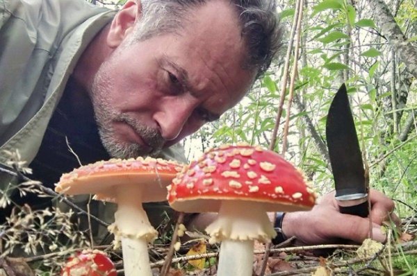 ядовитый мухомор