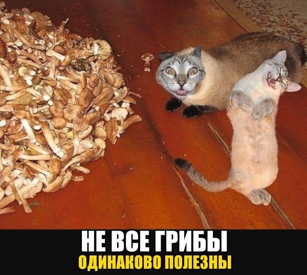 наелся грибов