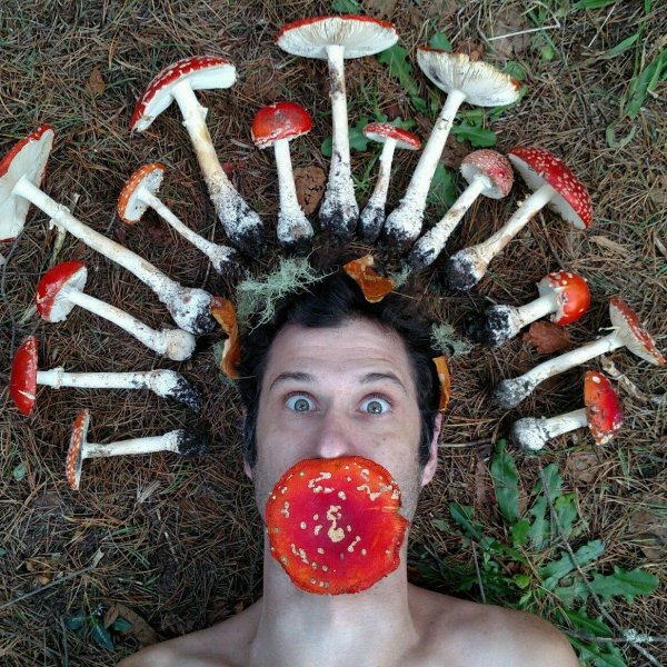 аманита микродозинг