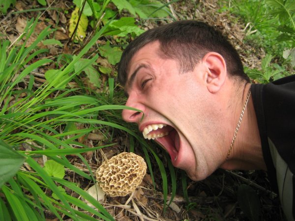 сморчок обыкновенный