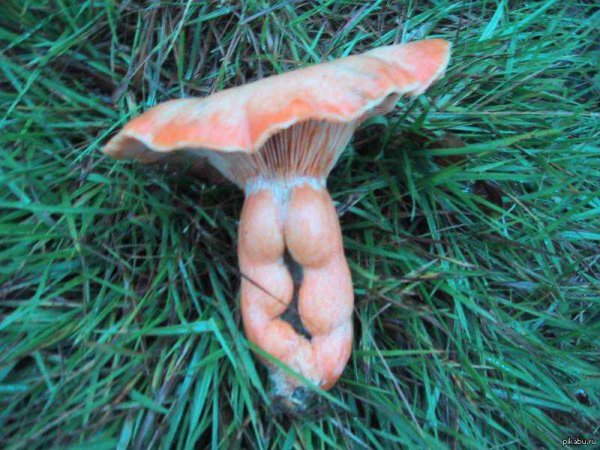 член гриб
