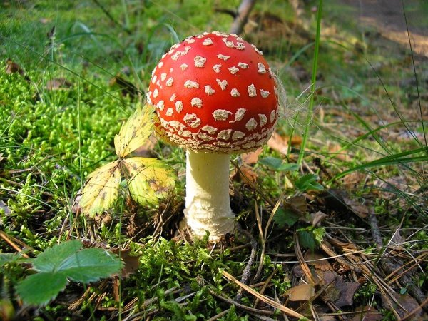 прикольный мухомор