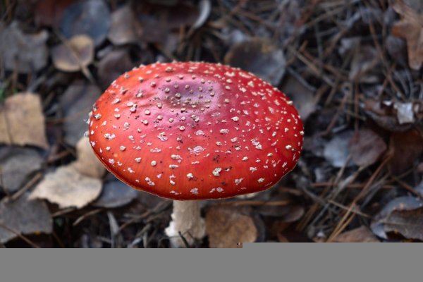 микродоз мухомор