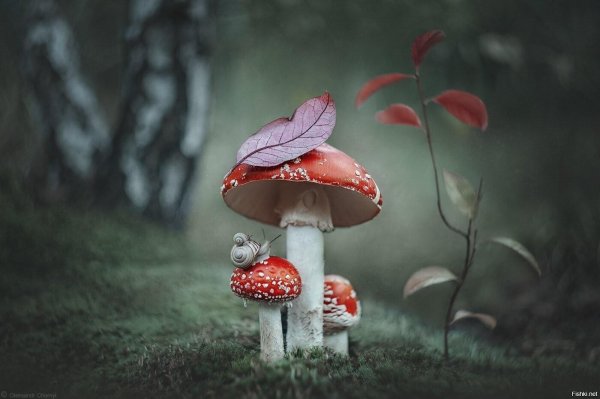 красивый мухомор
