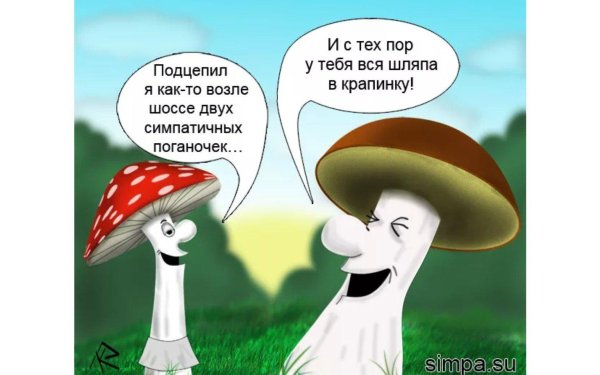гриб прикол