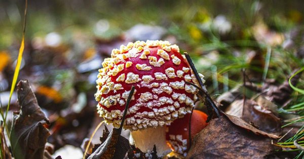 большой мухомор