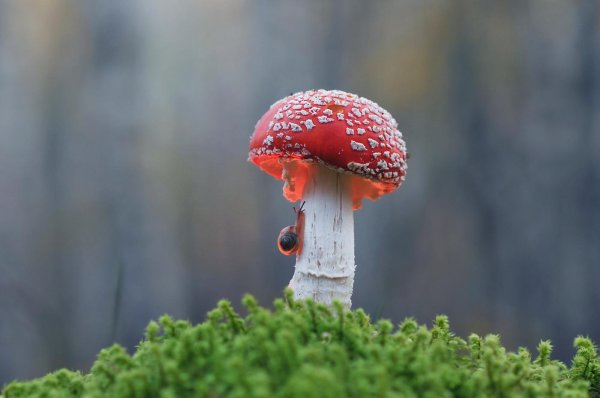 аманита мускария