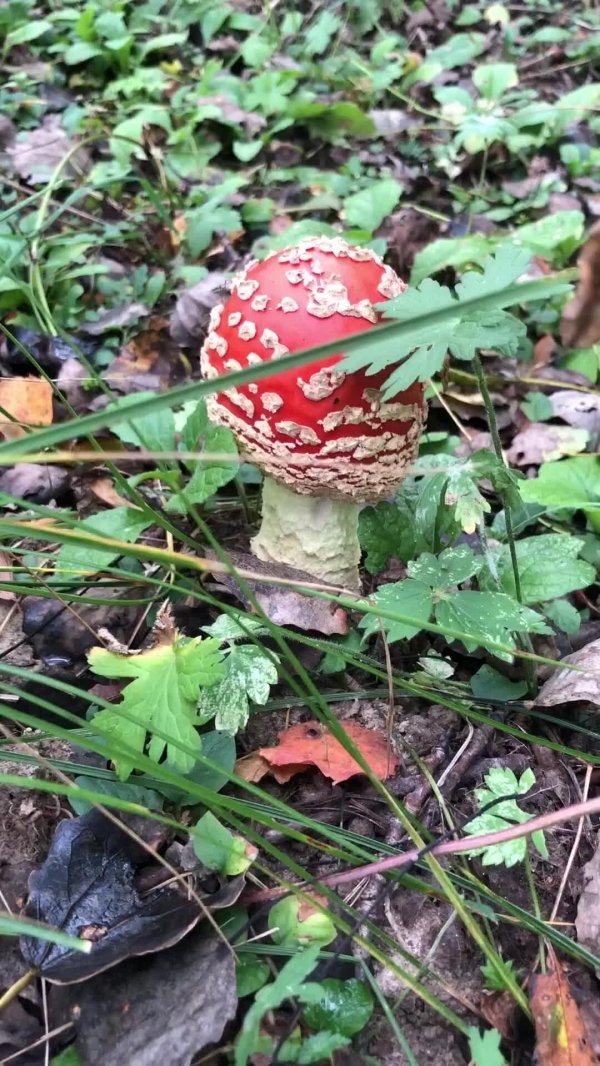 красивый мухомор