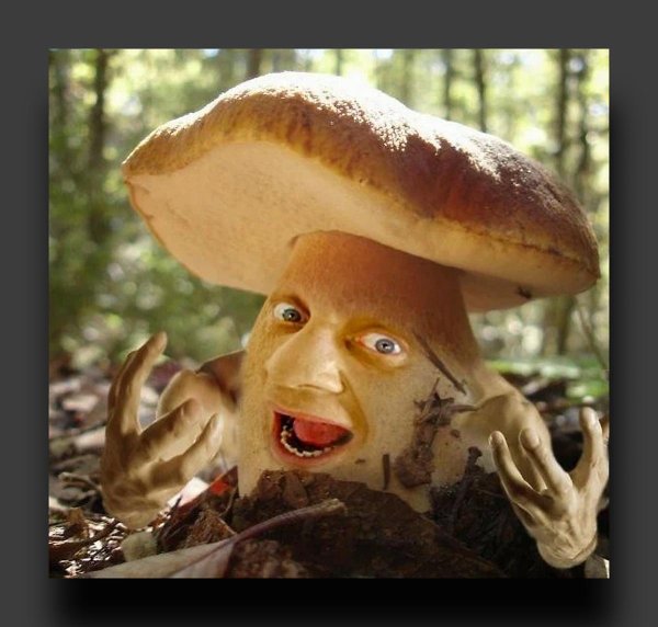 гриб смешной