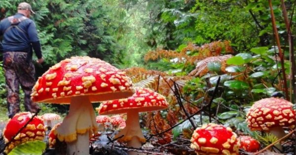 красивый мухомор