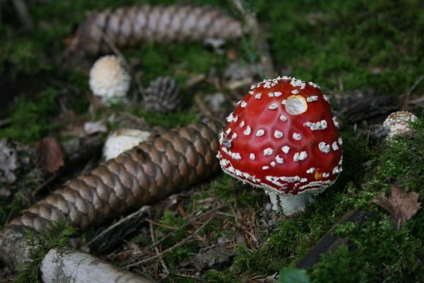 поганка гриб