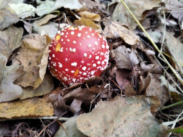 каентаке гриб