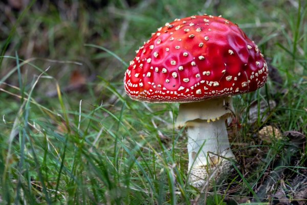 мухомор amanita muscaria