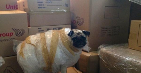 мопс жирный