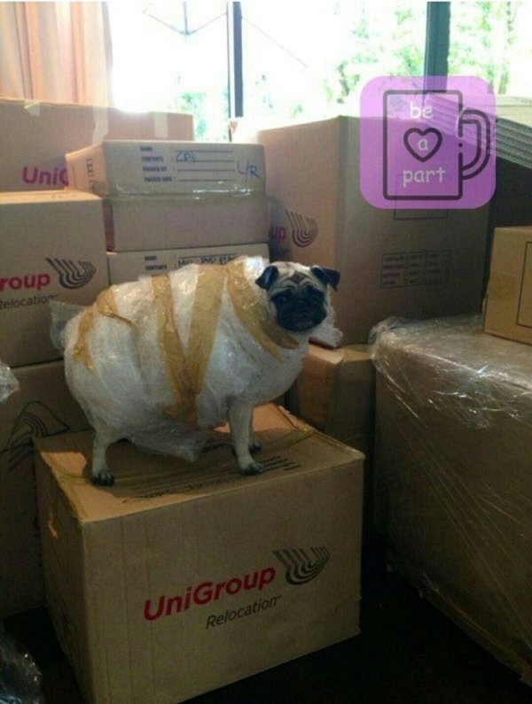 жирные мопсы