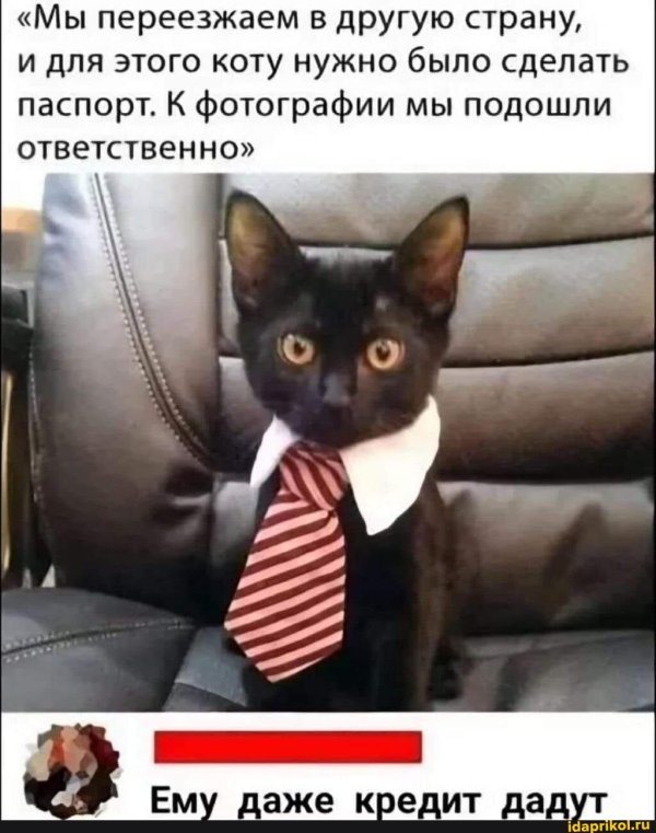 деловой кот