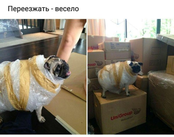 мопс смешной