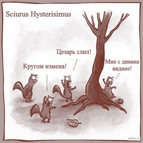 белка истеричка