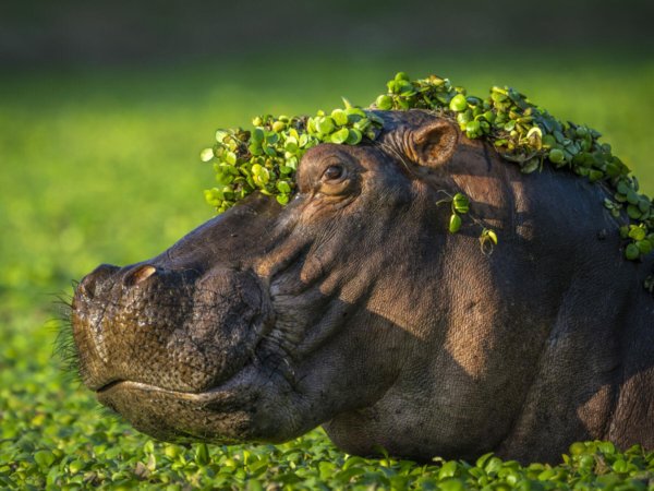 гиппопотам hippopotamus amphibius