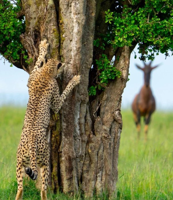 африканский леопард