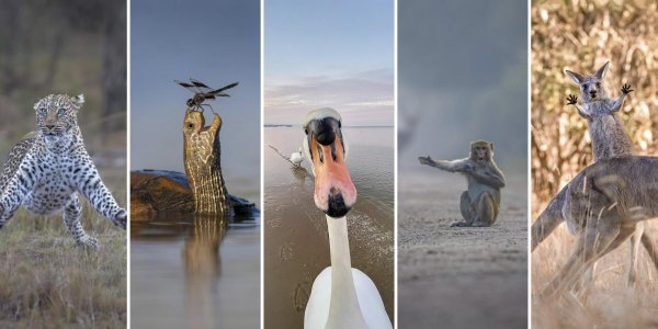 животное саванны