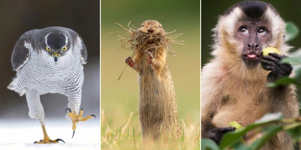 белоголовый капуцин