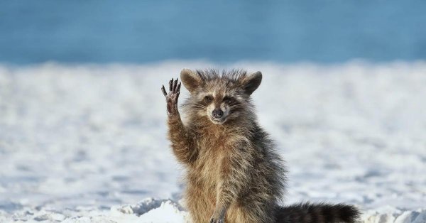 енот полоскун