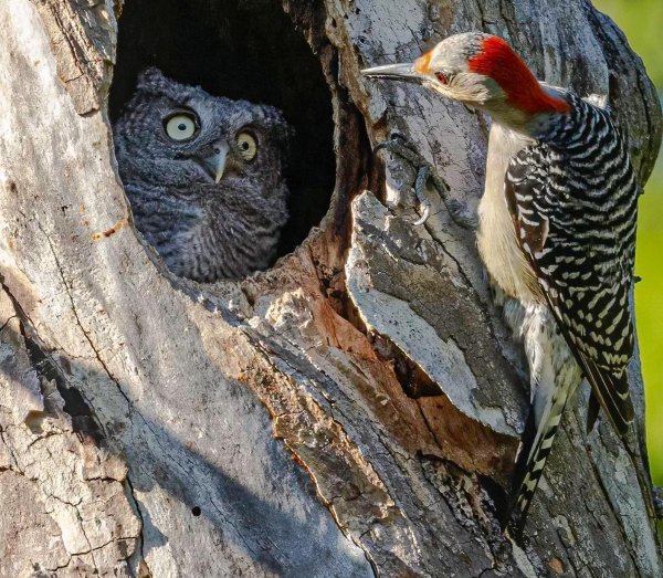 red bellied woodpecker