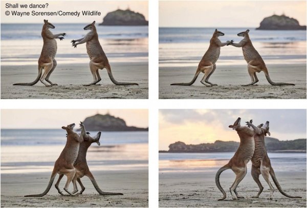 кенгуру дерутся