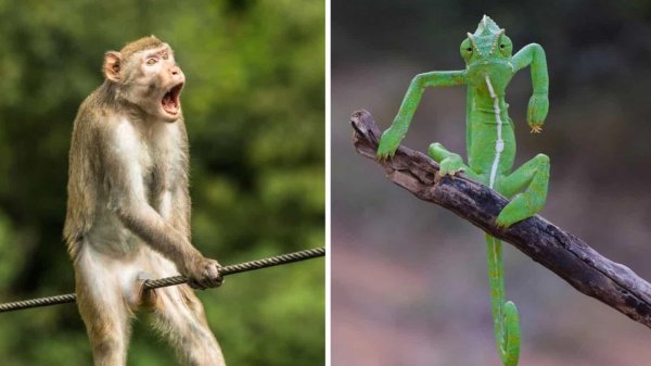 cмешные животные