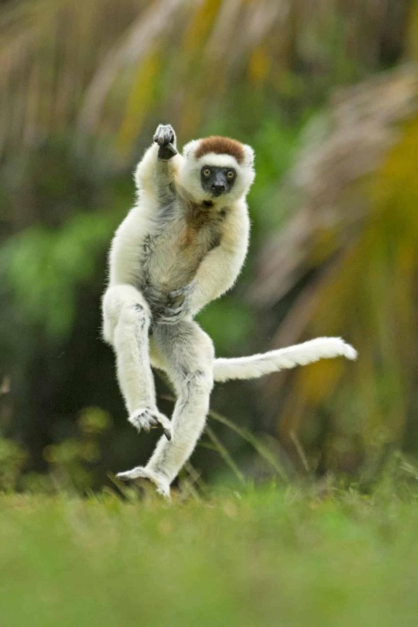 verreauxs sifaka