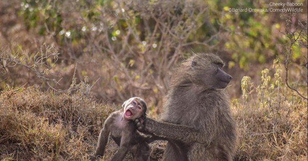 детеныш бабуина
