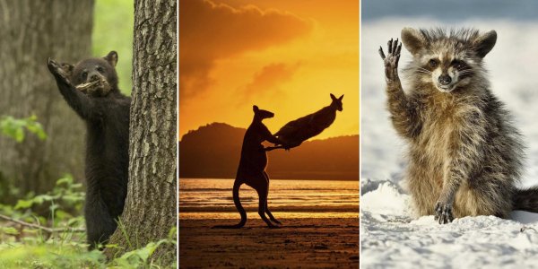 забавное животное