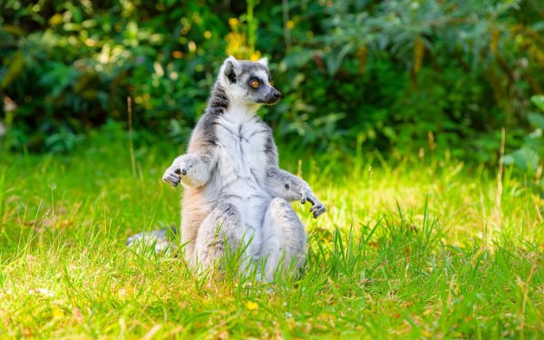 кошачий лемур