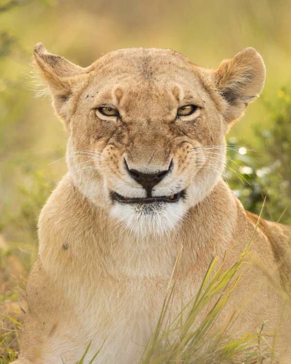 львица красивая