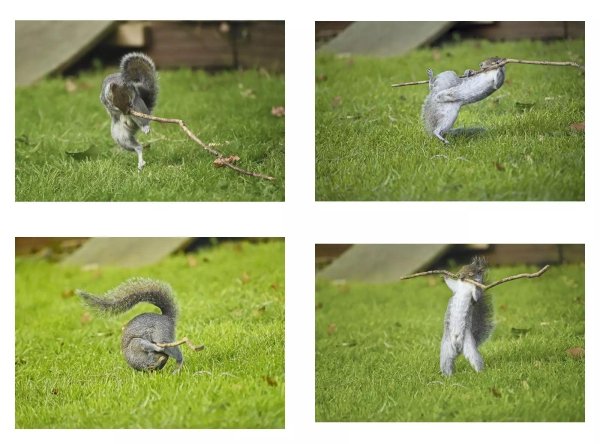 поймал белку