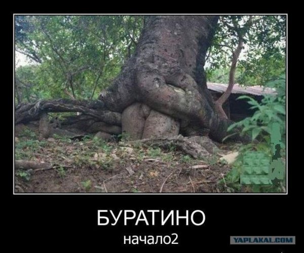 неприличные деревья