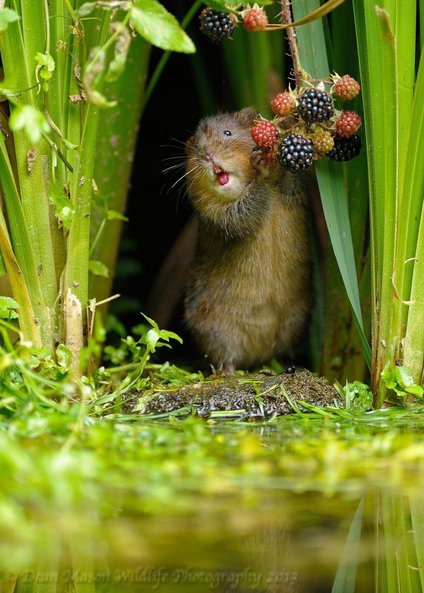 водяная полёвка