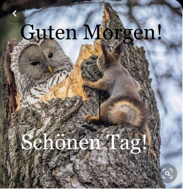 guten morgen sonnenschein