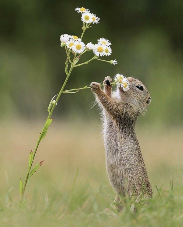 суслик полевой