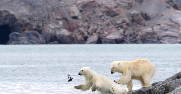 белые медведи