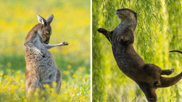 австралия кенгуру