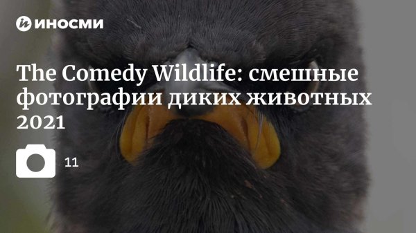 фотографии диких животных